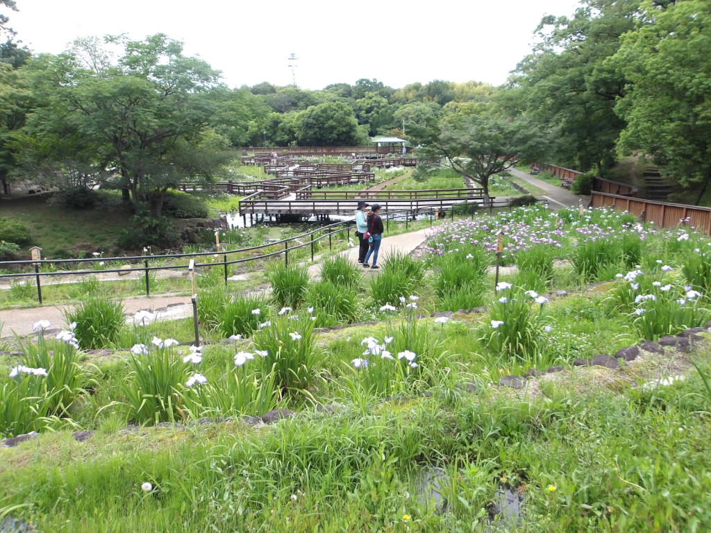 花しょうぶ園写真